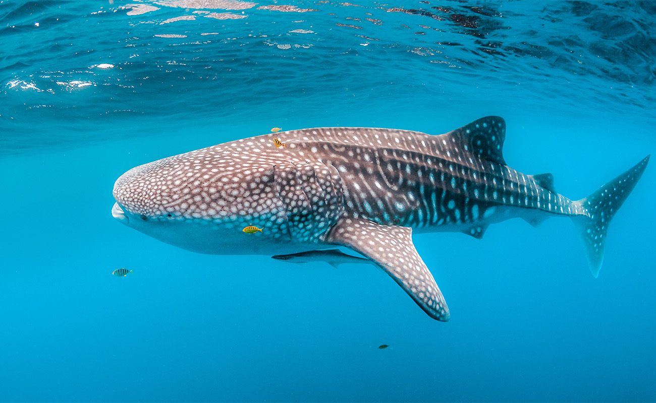 Maldive Veraclub Gangehi